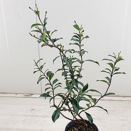 Trachelospermum asiaticum var. majus 4