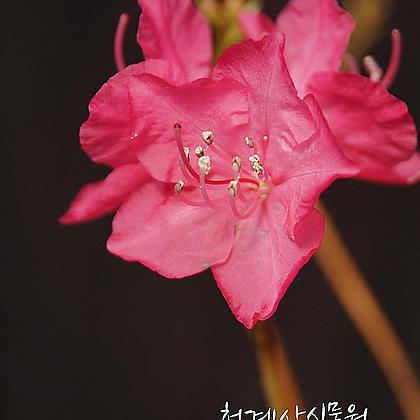 [청계산식물원] 꽃대 홍화진달래 018 (높이 32cm) / 사진촬영 2024년 3월 8일