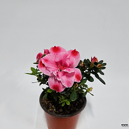 Rhododendron simsii Planch Air purification - Xplant