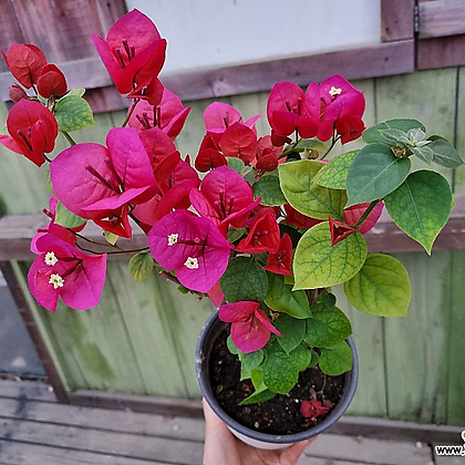 [하와이꽃집] 부겐베리아 빨강 아주예쁨