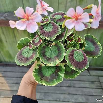[하와이꽃집] 핑크돌리바든 무늬예뻐 꽃 화사해 유럽제라늄