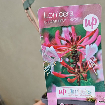 [하와이꽃집] 3포트1세트 수입인동초 핑크