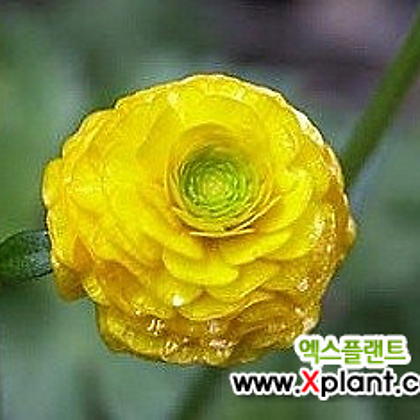 미나리아제비 (노랑겹꽃)
