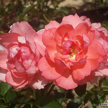 프랑스 장미 -자뎅 드 프랑스- 18cm포트 핑크색 사계장미 관목장미 정원장미 꽃나무묘목 정원에서