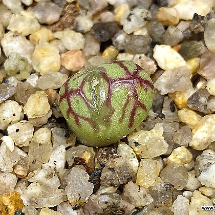 Conophytum marnierianum(코노 마니어리아넘3.18)