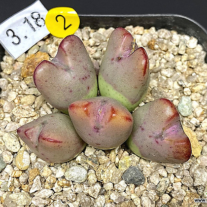 Conophytum bilobum '홍소수'-5두(코노피튬  빌로붐3.18)