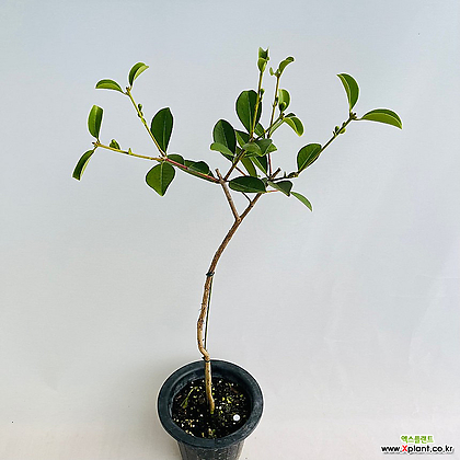 구아바나무 열매있음 실내식물 거실화분 공기정화식물