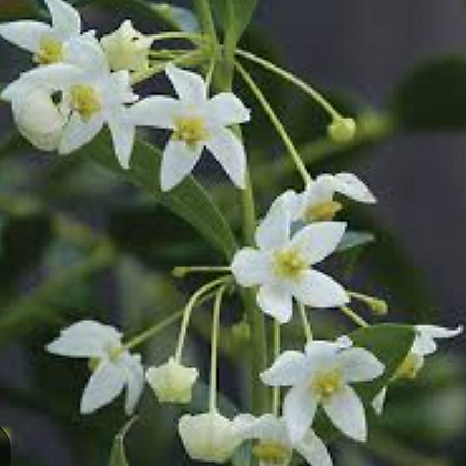 호야.오도라타.셈브라.예쁜흰색의별꽃.꽃색깔예뻐요.향기좋은향.인테리어효과.공기정화식물.공중식물.
