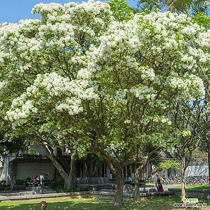 이팝나무 분묘 3년생 꽃나무
