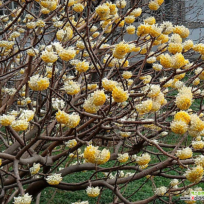 삼지닥 그랜디플로라 C1.5포트 신품종 큰꽃 향기 긴개화 겨울나무 묘목