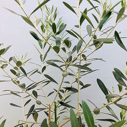 네바딜로블랑코 올리브나무 (자가수정 동일품배송)