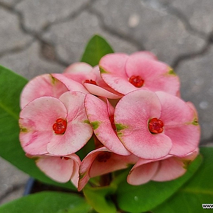 [하와이꽃집] 왕꽃기린 핑크계열 피치계열 랜덤발송 10cm포트