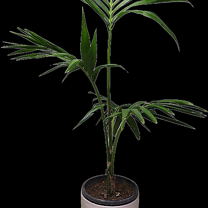 겐자야자대품높이110cm공기정화식물