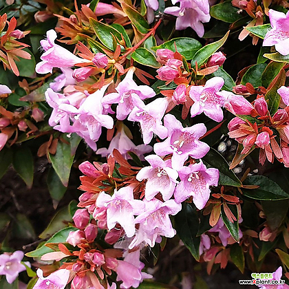 댕강나무 핑키 벨스 C3포트 왜성 향기 큰꽃 반상록 꽃댕강 관목 꽃나무