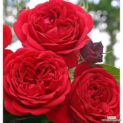 아웃 오브 로젠하임 - 독일사계장미 6치 포트묘 빨강색꽃( 독일장미 / 화단장미 / 묘목 / 조경수 )