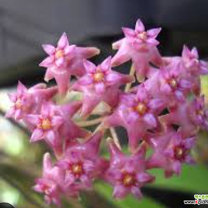 호야.작은잎 사라왁.예쁜핑크색.꽃색깔예뻐요.향기좋은향.인테리어효과.공기정화식물.