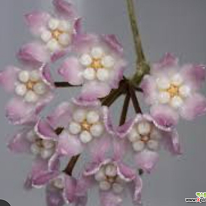 호야.톰소니 핑크.예쁜핑크색.꽃색깔예뻐요.향기좋은향.인테리어효과.공기정화식물.