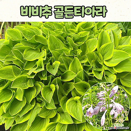 호스타 비비추 골든티아라(4치 포트) 전국노지월동 / 정원식물