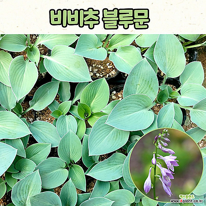 호스타 비비추 블루문(4치 포트) 전국노지월동 / 정원식물