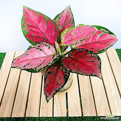 꽃나무드림 아글레오네마 엔젤 수경재배 화분 무늬 반려식물 레옹식물 수경재배 천연가습