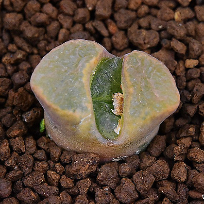 Conophytum verrucosum(베르코삼) 232