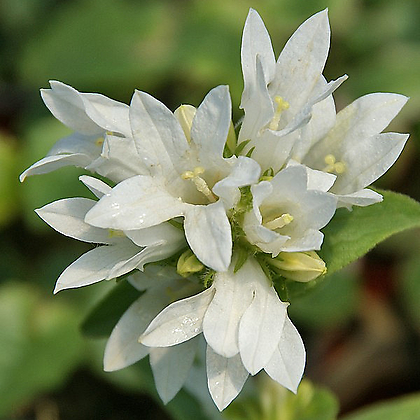 [청계산식물원]  꽃대 흰꽃방망이 / 사진촬영 2024년 3월 23일