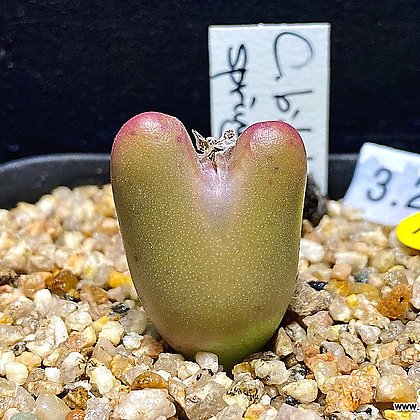 Conophytum bilobum springbok-1두(코노피튬 빌로붐323)