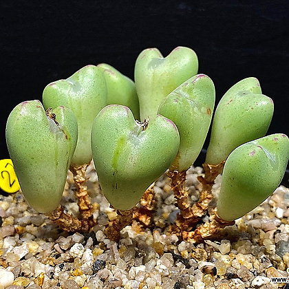 Conophytum bilobum -8두(코노피튬  빌로붐 몬스터(금)3.23)