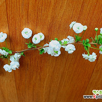 장미조팝(꽃은 늦겨울꽃입니다)