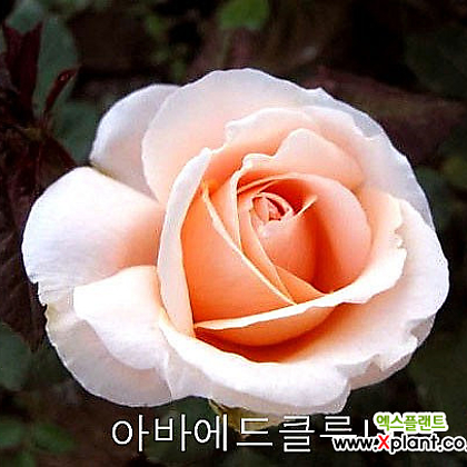 정원장미(아바에 드 클루니)-노지월동