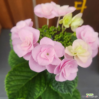 장미수국 외목대 핑크 꽃대