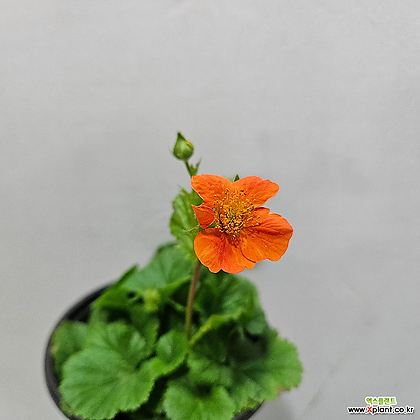 주황색 꽃이 계속피는 뱀무(2포트)