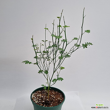 아카시아 아필라 (Acacia aphylla) / 사진배송