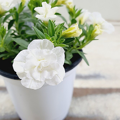 칼리브라코아 슈퍼벨 흰겹꽃