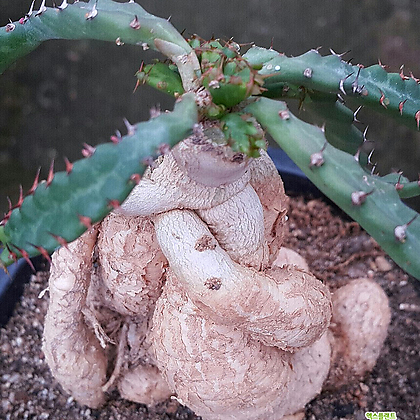 Euphorbia stellata /