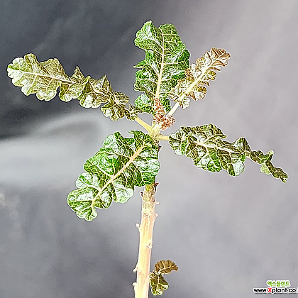 Boswellia aspleniifolia x nana hy(104)귀품