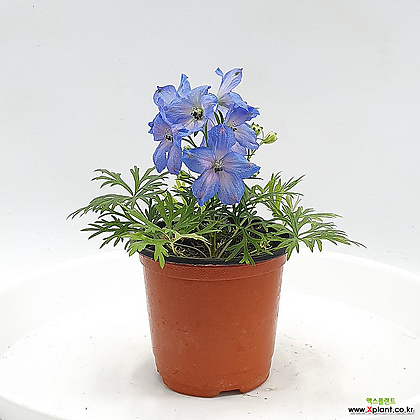 델피늄 치어블루 화분 파란꽃 화초 꽃모종 파란색 식물 공룡꽃식물원