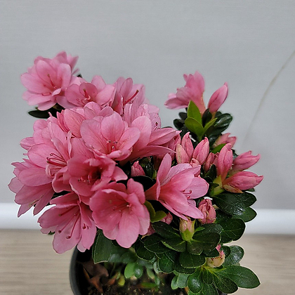 방울기리시마 핑크 공기정화식물