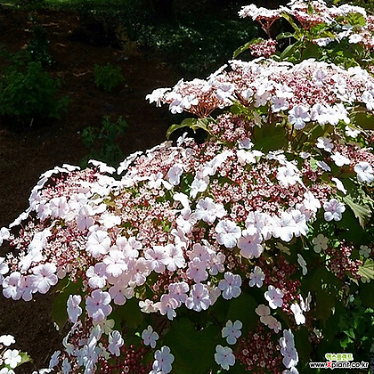분홍백당 15cm 화분 분홍 꽃나무 백당나무