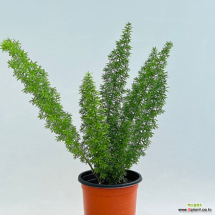 아스파라거스 메이리 폭스테일 아스파라거스 키우기쉬운식물 인테리어식물