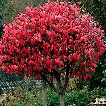 콤팩트 화살나무.특대품.가을에 예쁜빨강색단풍.화단에 심는용도.나무 푸짐하니 좋습니다.