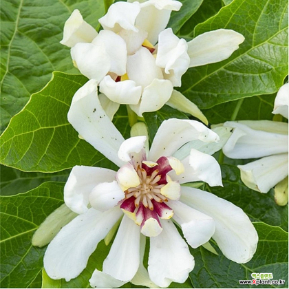 자주 받침꽃 비너스 C3 화분 꽃나무 흰색꽃