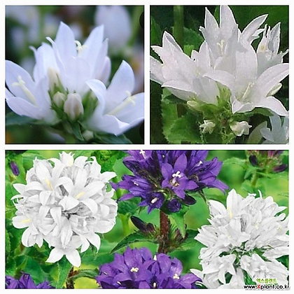 꽃방망이-흰색,자주 색상랜덤