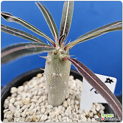 파키포디움 칵티패스(pachypodium rosulatum var. cactipes)02