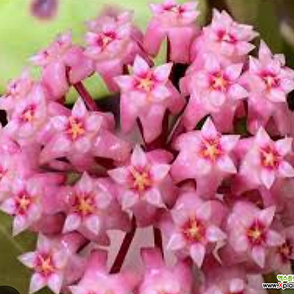 호야.파라시티카(분홍색별사탕모양꽃).꽃색깔예뻐요.잎모양이 예뻐요.향기좋은향.인테리어효과.공기정화식물.