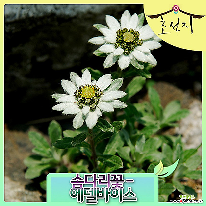 [초선지] 솜다리꽃 4치 에델바이스 조선화융초