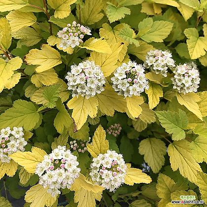 국수나무 - 타이니 와인 골드 - c3포트 왜성종 크림색꽃 포인트조경
