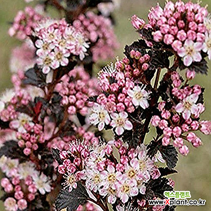 국수나무 - 타이니 와인  - c3포트 왜성종 연분홍색꽃 포인트조경