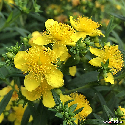 물레나무 - 써니불러버드 - C3 포트묘 노란색꽃 긴개화기간 조경수묘목