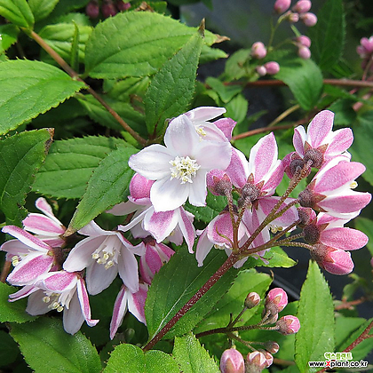 말발도리 - 유키 체리 블라썸 - C3포트 왜성종 꽃나무묘목